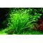 Helanthium Tenellum - Plante d'aquarium gazonnante