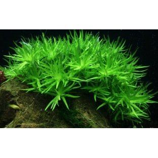 Heteranthera Zosterifolia - Plante pour l'arrière plan de l'aquarium