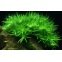 Heteranthera Zosterifolia - Plante pou l'arrière plan de l'aquarium