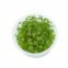 Hydrocotyle Tripartita in Vitro