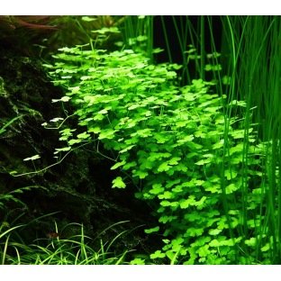 Hydrocotyle Tripartita : Plante d'aquarium pour avant plan