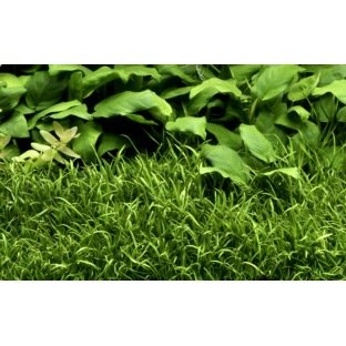 Lilaeopsis Brasiliensis : Plante aquatique pour avant plan Lilaeopsis Brasiliensis : Plante aquatique pour avant plan