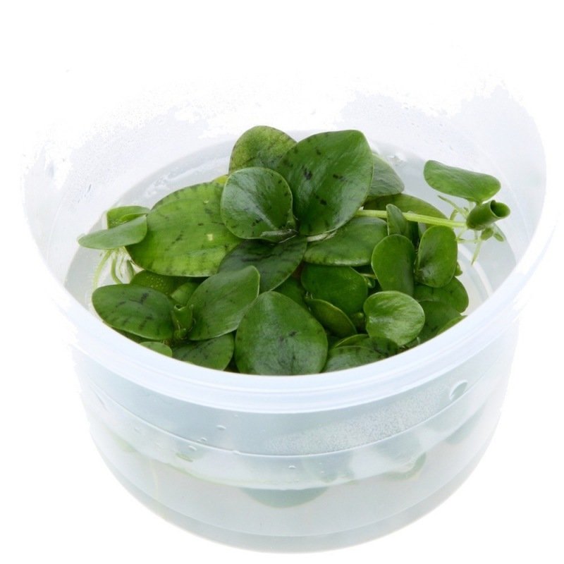 Plante d