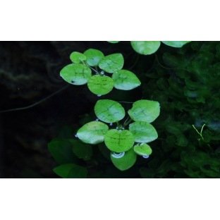 Limnobium Laevigatum : Plante flottante Limnobium Laevigatum : Plante flottante
