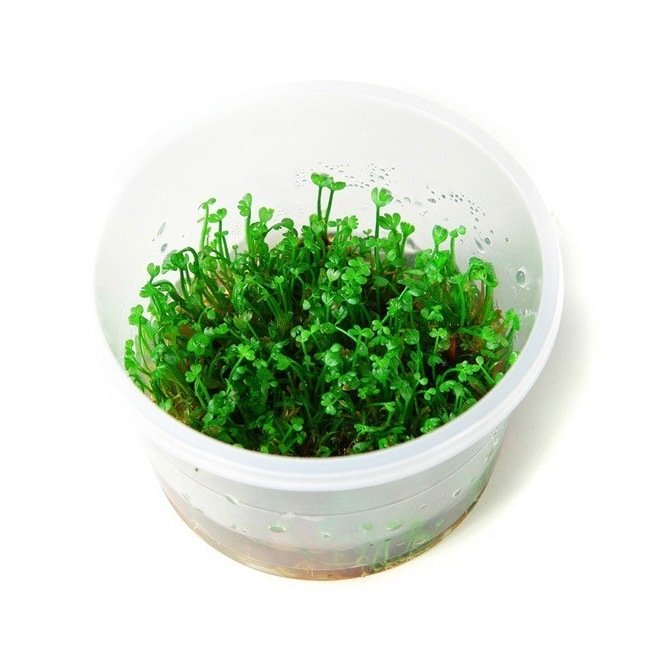 Marsilea Crenata - pour avant plan