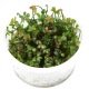 Marsilea Hirsuta - Plante pour avant plan