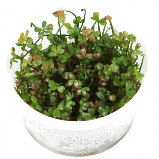 Marsilea Hirsuta