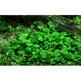 Marsilea Hirsuta Marsilea Hirsuta