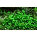 Marsilea Hirsuta - Plante pour avant plan