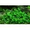 Marsilea Hirsuta - Plante pour avant plan