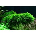 Vesicularia Dubyana Christmas - Mousse pour aquarium
