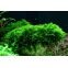 Vesicularia Dubyana Christmas - Mousse pour aquarium