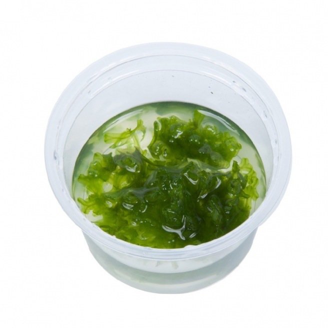 Monosolenium Tenerum : Mousse pour aquarium