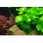 Nymphoides Taiwan - Plante d'aquarium d'arrière plan