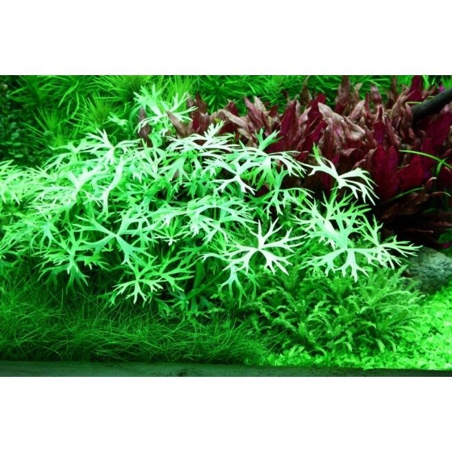 Ranunculus Inundatus: Plante d'aquarium in Vitro