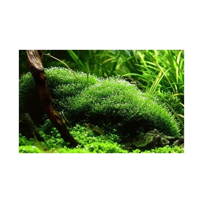 Riccia Fluitans - Mousse décorative