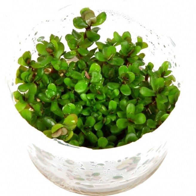 Rotala Bonsai - Plante de zone médiane Rotala Bonsai - Plante de zone médiane