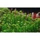 Rotala Bonsai - Plante de zone médiane