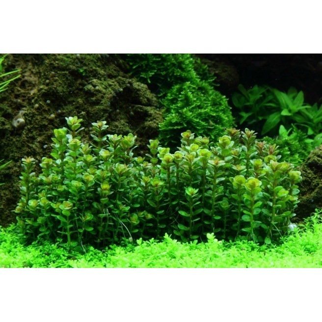 Rotala Bonsai - Plante de zone médiane Rotala Bonsai - Plante de zone médiane