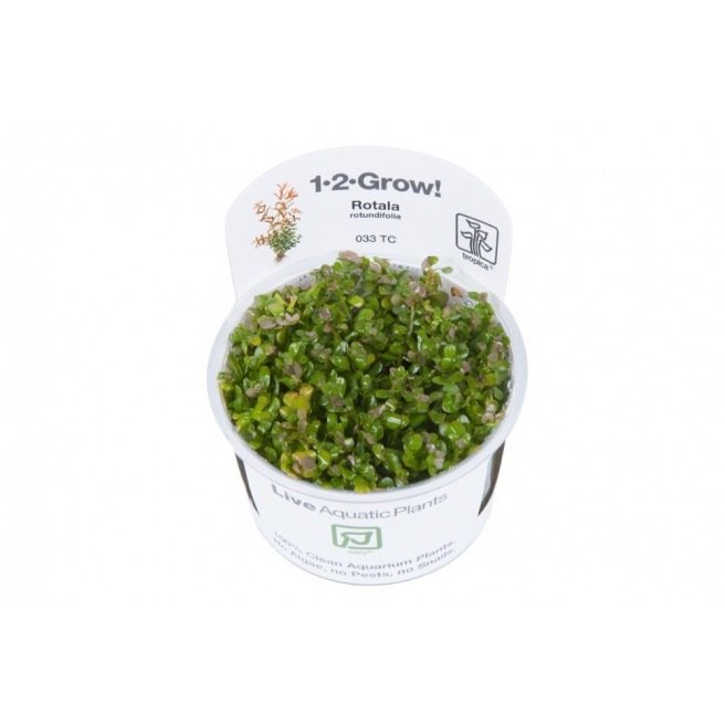 Rotala Rotundifolia : Plante d'arrière plan pour aquarium