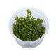 Rotala Rotundifolia : Plante d'arrière plan pour aquarium