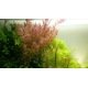 Rotala Rotundifolia : Plante d'arrière plan pour aquarium