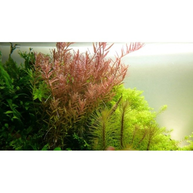 Rotala Rotundifolia : Plante d'arrière plan pour aquarium
