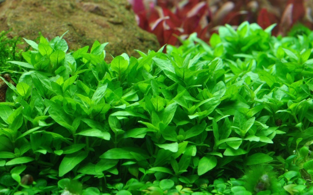 plante aquatique en 6 lettres