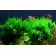 Taxiphyllum Flame - Mousse pour aquascaping