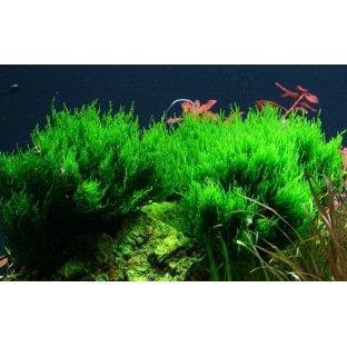 Taxiphyllum Flame - Mousse pour aquascaping Taxiphyllum Flame - Mousse pour aquascaping