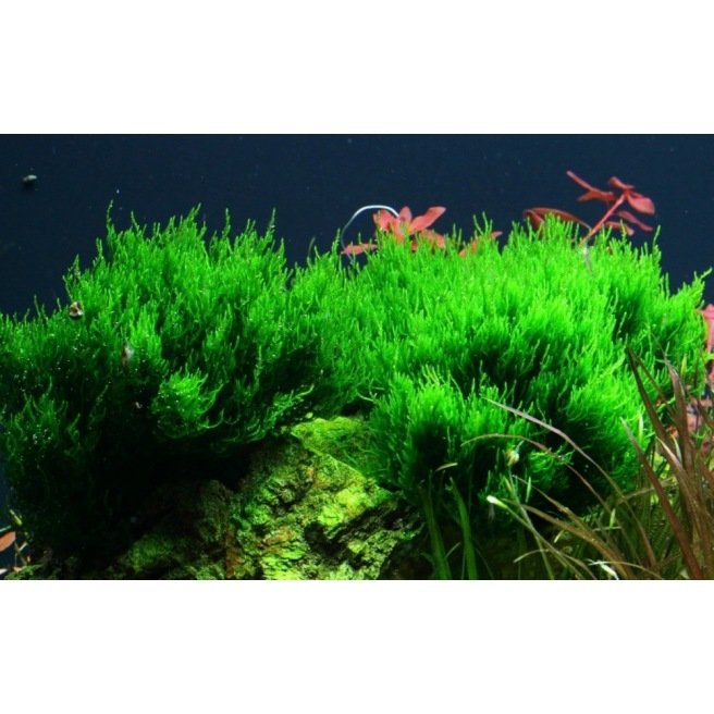 Taxiphyllum Flame - Mousse pour aquascaping