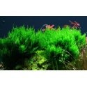 Taxiphyllum Flame - Mousse pour aquascaping