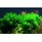 Taxiphyllum Flame - Mousse pour aquascaping