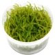 Vesicularia Ferrieri Weeping - Mousse pour aquascaping