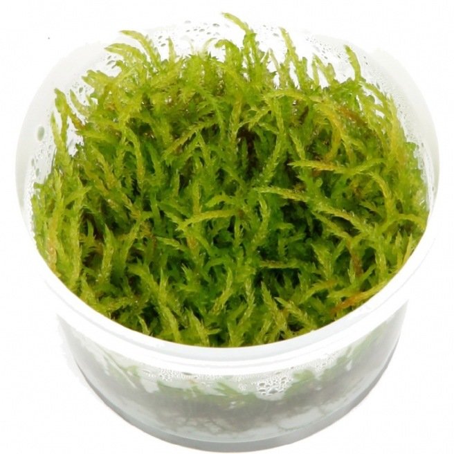 Vesicularia Ferrieri Weeping - Mousse pour aquascaping Vesicularia Ferrieri Weeping - Mousse pour aquascaping