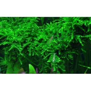 Vesicularia Ferrieri Weeping - Mousse pour aquascaping Vesicularia Ferrieri Weeping - Mousse pour aquascaping