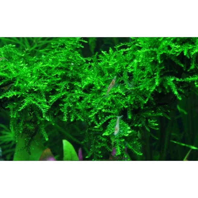 Vesicularia Ferrieri Weeping - Mousse pour aquascaping