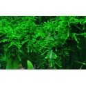 Vesicularia Ferrieri Weeping - Mousse pour aquascaping