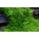 Utricularia Graminifolia - Plante rampante