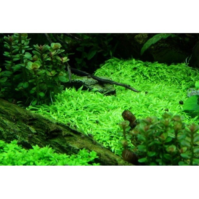 Plantes d'aquarium de la zone médiane, idéales pour l'aquascaping. Qualité  Tropica.