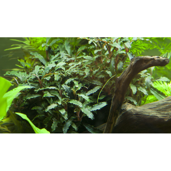 Bucephalandra Sp Red