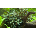 Plante facile - Bucephalandra Sp Red