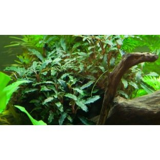 Plante pour Aquarium - Bucephalandra Wavy Green en pot Plante pour Aquarium - Bucephalandra Wavy Green en pot