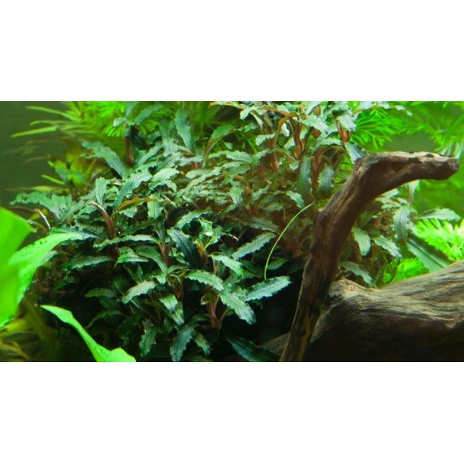 Plante pour Aquarium - Bucephalandra Wavy Green en pot