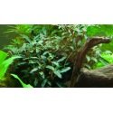 Bucephalandra Bukit Kelam : Plante pour aquarium en pot ou in vitro