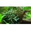 Plante pour Aquarium - Bucephalandra Wavy Green en pot