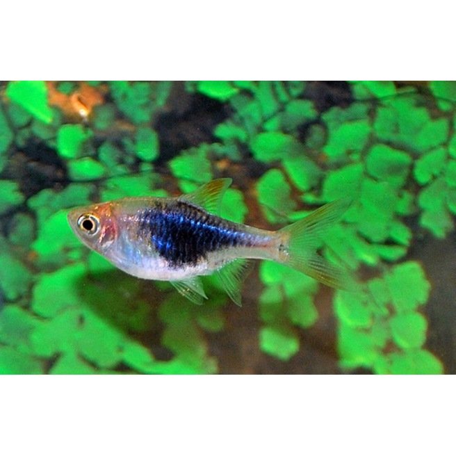 Rasbora Heteromorpha bleu