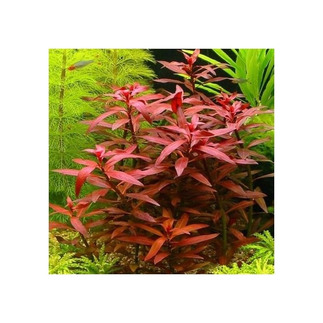 Ludwigia Arcuata