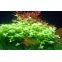 Bacopa Australis - Plante à tige pour l’avant-plan de l’aquarium