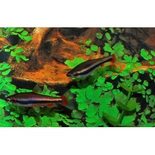 Nannostomus Beckfordi Nannostomus Beckfordi